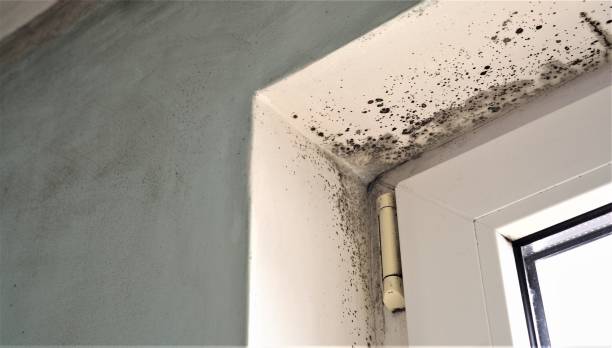Best Water Damage & Mold Remediation  in Black Hammock, FL