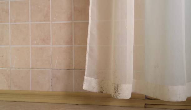 Best Mold-Related Health Consultation  in Black Hammock, FL