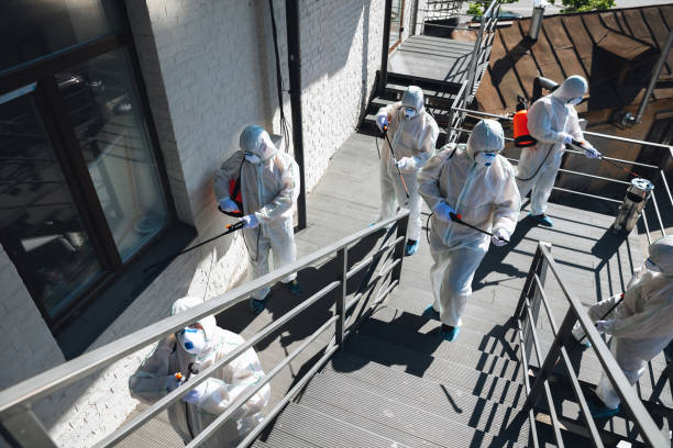 Best Mold Damage Restoration  in Black Hammock, FL