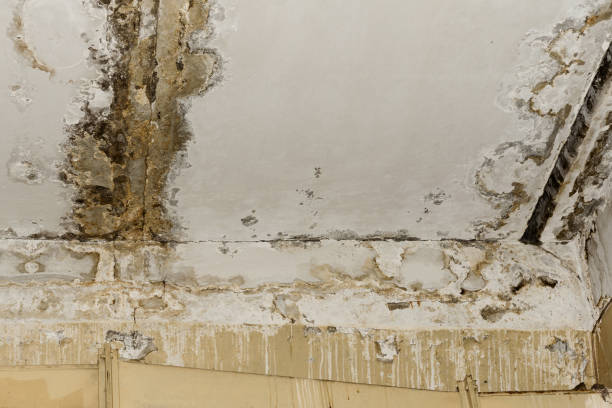 Best Attic Mold Removal  in Black Hammock, FL