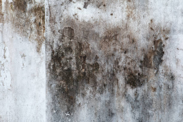 Best Commercial Mold Inspection  in Black Hammock, FL