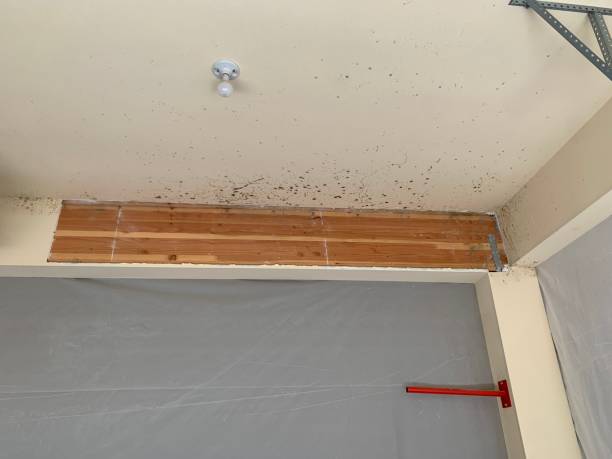 Best Air Quality Testing for Mold Spores  in Black Hammock, FL
