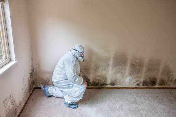 Best Post-Remediation Verification Testing  in Black Hammock, FL