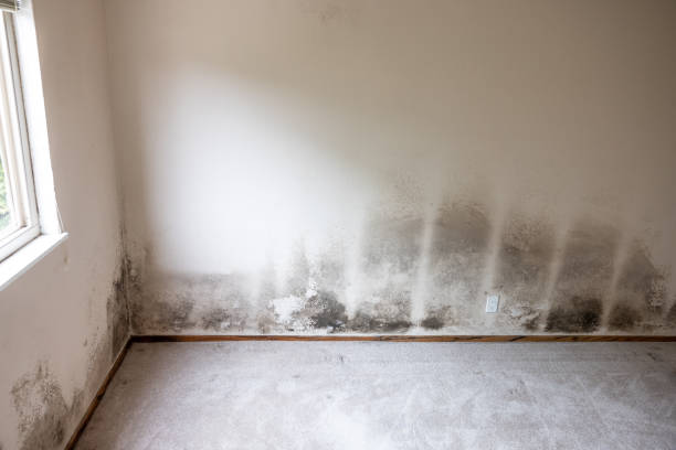 Best Forensic Mold Investigation  in Black Hammock, FL