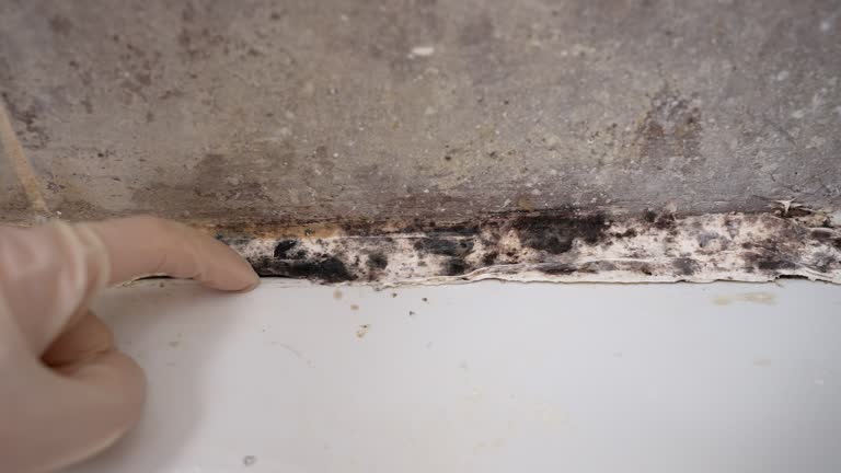 Best HVAC Mold Inspection and Cleaning  in Black Hammock, FL